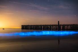 Zeevonk kleurt water bij katwijk blauw. Het Zijn Weer Nachten Voor Zeevonk Natuurmonumenten