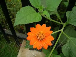 Image result for Tithonia rotundifolia