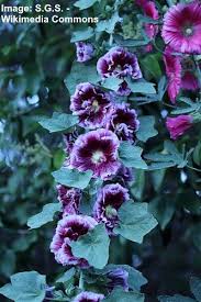 Annuals and herbaceous perennials normal growth submitted about 2 years ago. 15 Hollyhock Plants Flowers Leaves Seeds Pictures Identification
