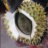 Honestly, so far… the price for good quality durian still suling hill is the best. 1