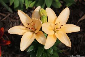 Find the perfect lily flower stock photos and editorial news pictures from getty images. Asiatic Lilies Blooming Like Crazy In Ne Ohio Bygl