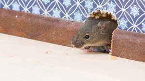 Die feldmaus wirft keine erdhügel auf und lässt ihre gänge offen, ihre mauselöcher im rasen sind unscheinbar. Mause Im Haus Bekampfen Mause Fangen Vergiften Oder Vertreiben