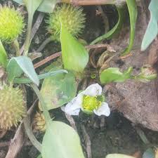 Image result for Ranalisma