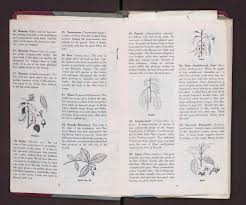 Maybe you would like to learn more about one of these? File F R Fosberg Book 59 Begins With 41374 No S 41500 599 Are In Book 58 Starting P 52 Pages 8 And 9 Bhl46411863 Jpg Wikimedia Commons