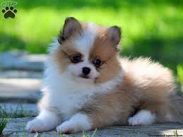Simon Pomeranian Puppy For Sale In Gap Pa Cute Animals Beautiful Dogs Puppies