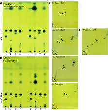 Acid Fast Bacterium - An Overview | Sciencedirect Topics