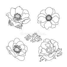 Floral Summer Anemone Flowers Set Hand Drawn Doodle Flower Outline Black And White Vector Illustra Flower Outline Flower Doodles Black And White Illustration