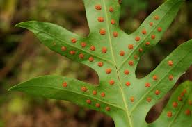 Image result for Microsorum scolopendria