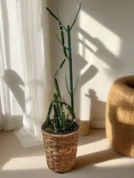 Image result for Cissus glaucophylla