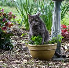 The plant commonly planted in most garden settings is not your typical catnip that you would give to your cats to induce momentary craziness. Cats And Catnip Plants Does Catnip Attract Cats To Your Garden
