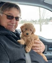 New poodle owner introducing themselves