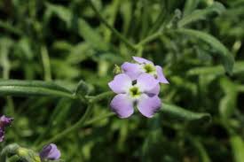 La vergine ha in comune alcune pietre portafortuna con i due segni zodiacali. Fiori Viola Quali Sono Dove Si Trovano E Come Prendersene Cura