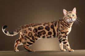 I have a wait list on this litter. Bengal Cat Price Range Bengal Cat For Sale Cost Best Bengal Breeders