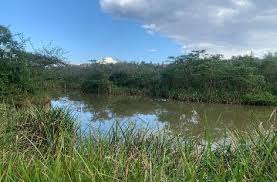 Image result for Blepharis reekmansii