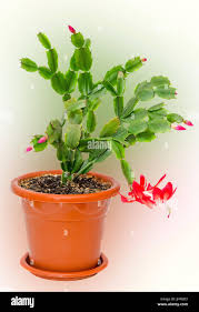 Schlumbergera Flor Roja Cierre Aislado Conocido Por Una Variedad De Nombres Como Cactus De Navidad El Dia De Accion De Gracias El Cangrejo De Cactus Cactus Y Cac Vacaciones Fotografia De Stock