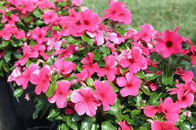 Maybe you would like to learn more about one of these? 12 Great Annual Flowers That Can Take The Heat George Weigel Pennlive Com