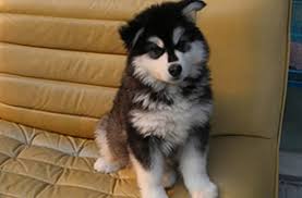 Rare spelling of アラスカ (alaska). é˜¿æ‹‰æ–¯åŠ  é˜¿æ‹‰æ–¯åŠ çŠ¬ä»·æ ¼ çº¯ç§é˜¿æ‹‰æ–¯åŠ çŠ¬å¤šå°'é'±ä¸€åª ç‹—ç‹— é…·å® ç½'