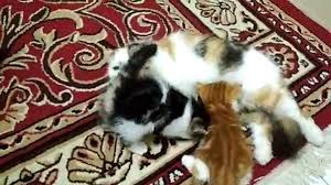 Anak kucing dan induk nya ini lucu lucu dan bikin gemas. Anak Kucing Anggora Lucu Wallpaper Gambar Kucing Lucu Dan Imut Banget