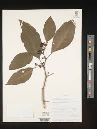 Image result for Discopodium penninervium