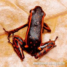 Image result for Triumfetta digitata