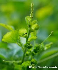 Image result for Acalypha fruticosa