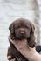 Chocolate Yellow Black Lab Puppies For Sale - Labrador ...