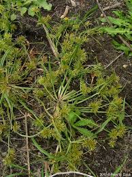 Image result for Cyperus zollingeri