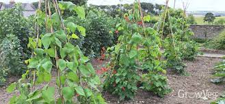 How To Make The Best Supports For Climbing Vegetables