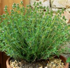 Il est également conseillé dans la prévention des cancers et tumeurs car ses. Le Thym Ou Thymus Thym Bio