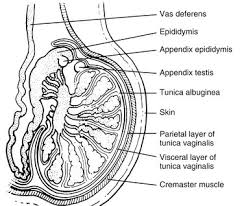 It is homologous to the female ovary. Abnormalities Of The Male Genital Tract Radiology Key