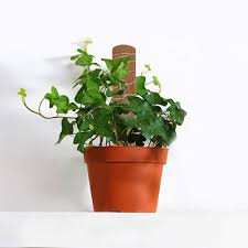 The young leaves of these plants are able to twist around slender wires, string, twigs or other leaves. Plant Climbing Coir Totem Pole Safe Gardening Coconut Palm Stick For Support Plants Climbing Vines And Creepers Auxiliary Tools Plant Cages Supports Aliexpress