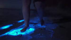 Bioluminescent Blue Is A Beautiful Color Thank You Plankton You Glow So Well Video Amazing Nature Magic Aesthetic Beautiful