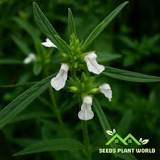 Image result for Leucas