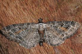 Image result for Eupithecia icterata