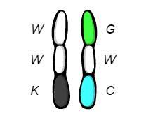 This is a cool little gizmo that helps students see how natural selection works. Student Exploration Natural Selection Gizmo Answer Key Copy Of Evolution Natural Artificial Student Exploration Docx Name Date Student Exploration Evolution Natural And Artificial Selection Vocabulary Course Hero Neither Of Them