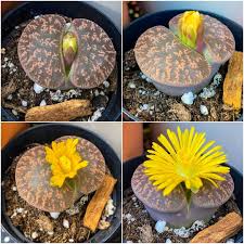 Image result for Lithops