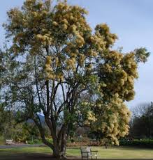 Image result for Nuxia floribunda