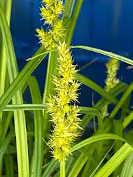 Image result for Seddera suffruticosa