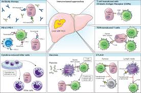 Like all cancers, liver cancer may spread to other. Targets For Immunotherapy Of Liver Cancer Journal Of Hepatology