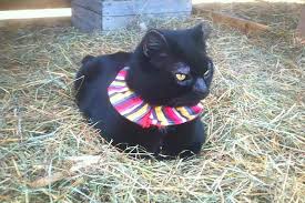 Bird Safe Cat Collar Pattern Pin On Pet Projects