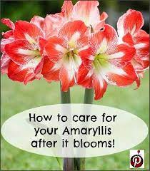 Amaryllis After It Blooms This Is My Variety Advice From N J Amaryllis Plant Amaryllis Bulbs Amaryllis Care