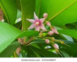 Image result for Myrsinaceae