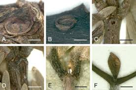 Image result for Entada stuhlmannii