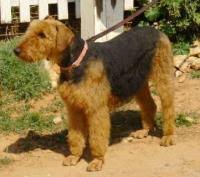 Welcome to aubert's airedales located in western michigan. Airedale Terrier Breeders Near Traverse City Michigan