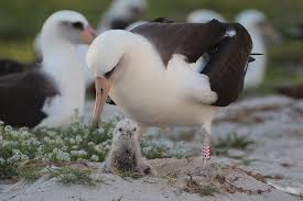 World's oldest wild bird, an albatross, just hatched 40th chick – at age 65  - CSMonitor.com