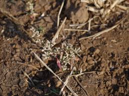 Image result for Nothosaerva