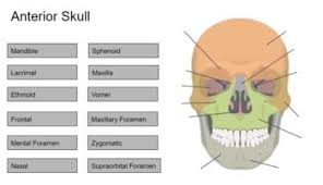 Are concentrated in the cortex of the diaphysis. Skeletal System Labeling Worksheets Teaching Resources Tpt