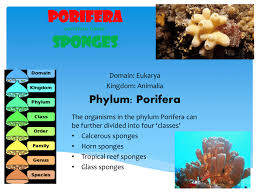 Biodiversity Project Example Sponges 2012