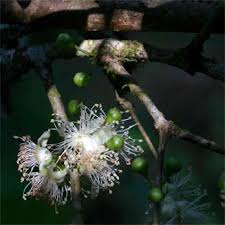 Image result for Eugenia natalitia