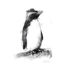 Rockhopper Penguin Sketch Limited Edition Fine Art Print - Etsy